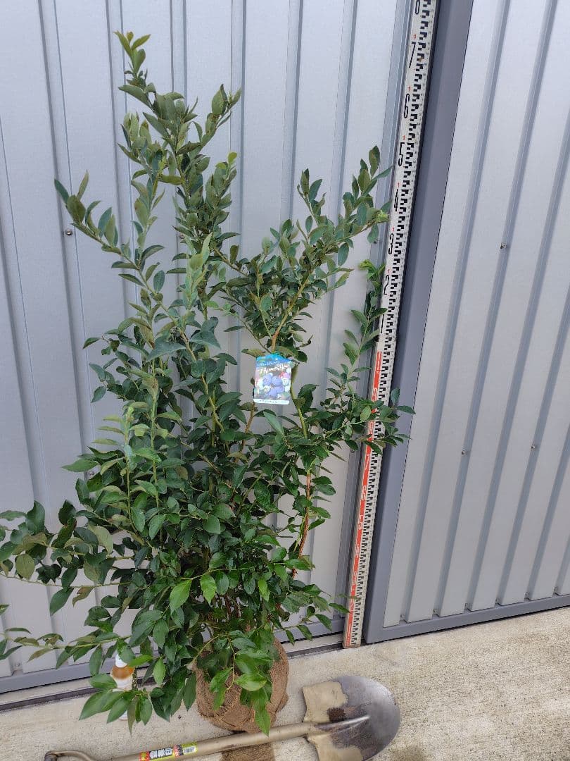 ブルーベリー苗　ブライトウェル大苗