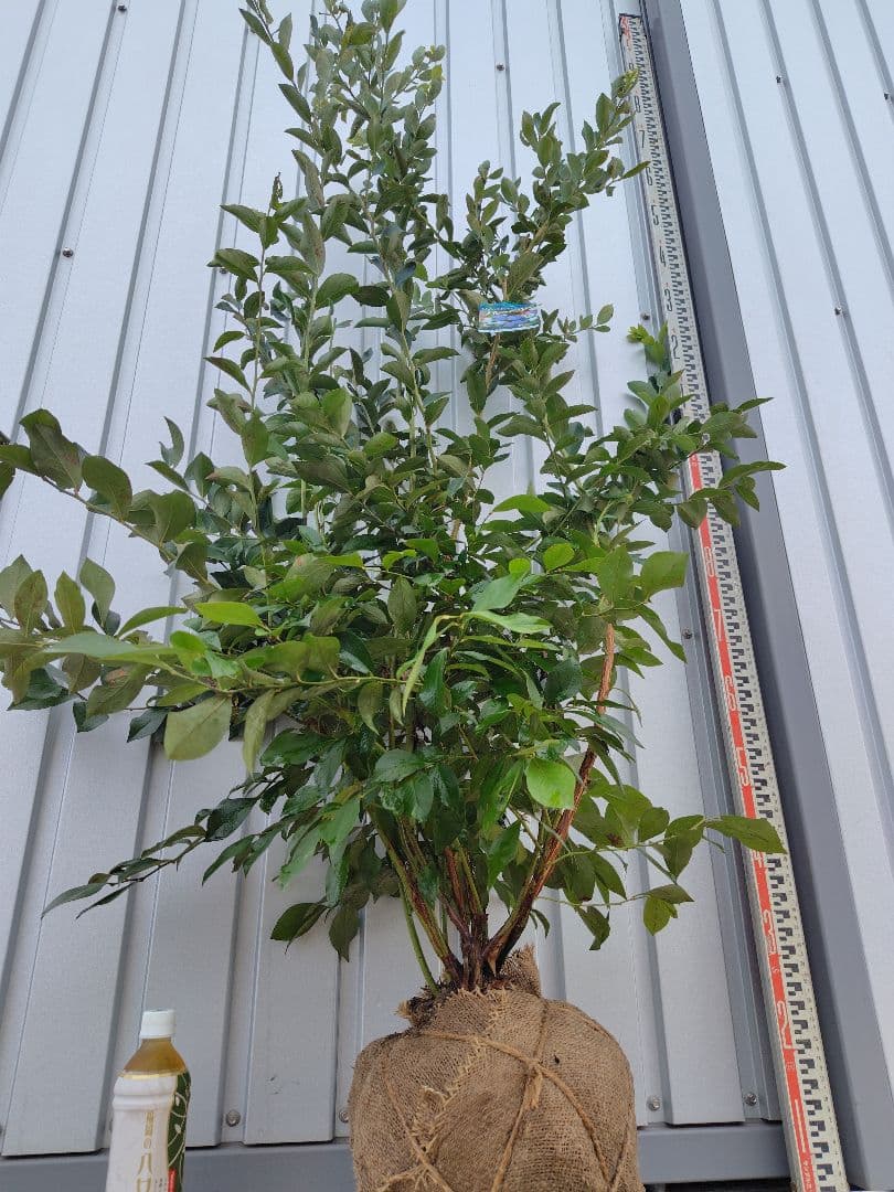 ブルーベリー苗　ブライトウェル大苗