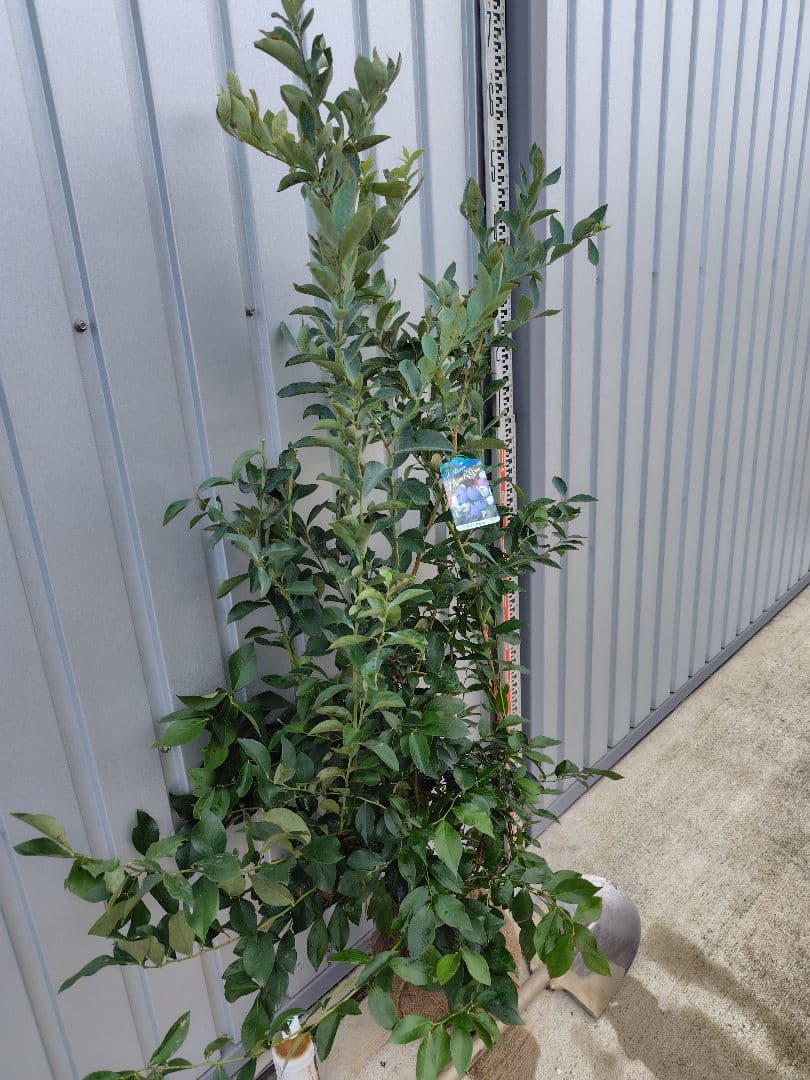 ブルーベリー苗　ブライトウェル大苗