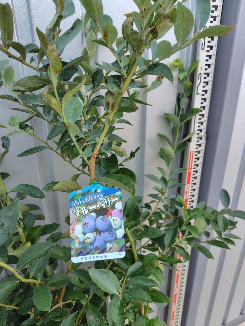 ブルーベリー苗　ブライトウェル大苗