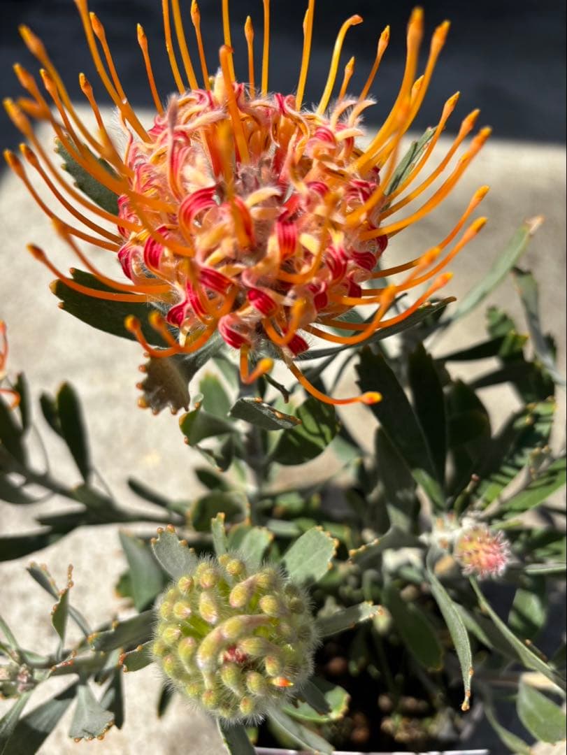 リューコスペルマム　マディグラスペティ　1