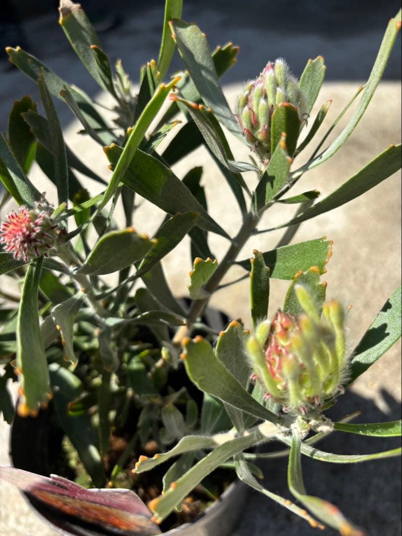 リューコスペルマム　マディグラスペティ　1