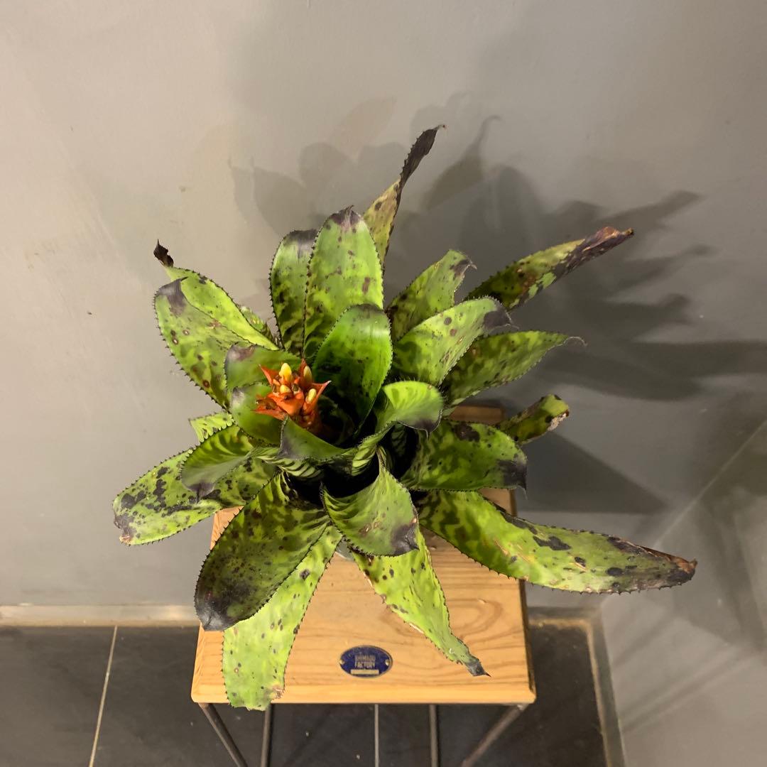 エクメア ブラックビューティー