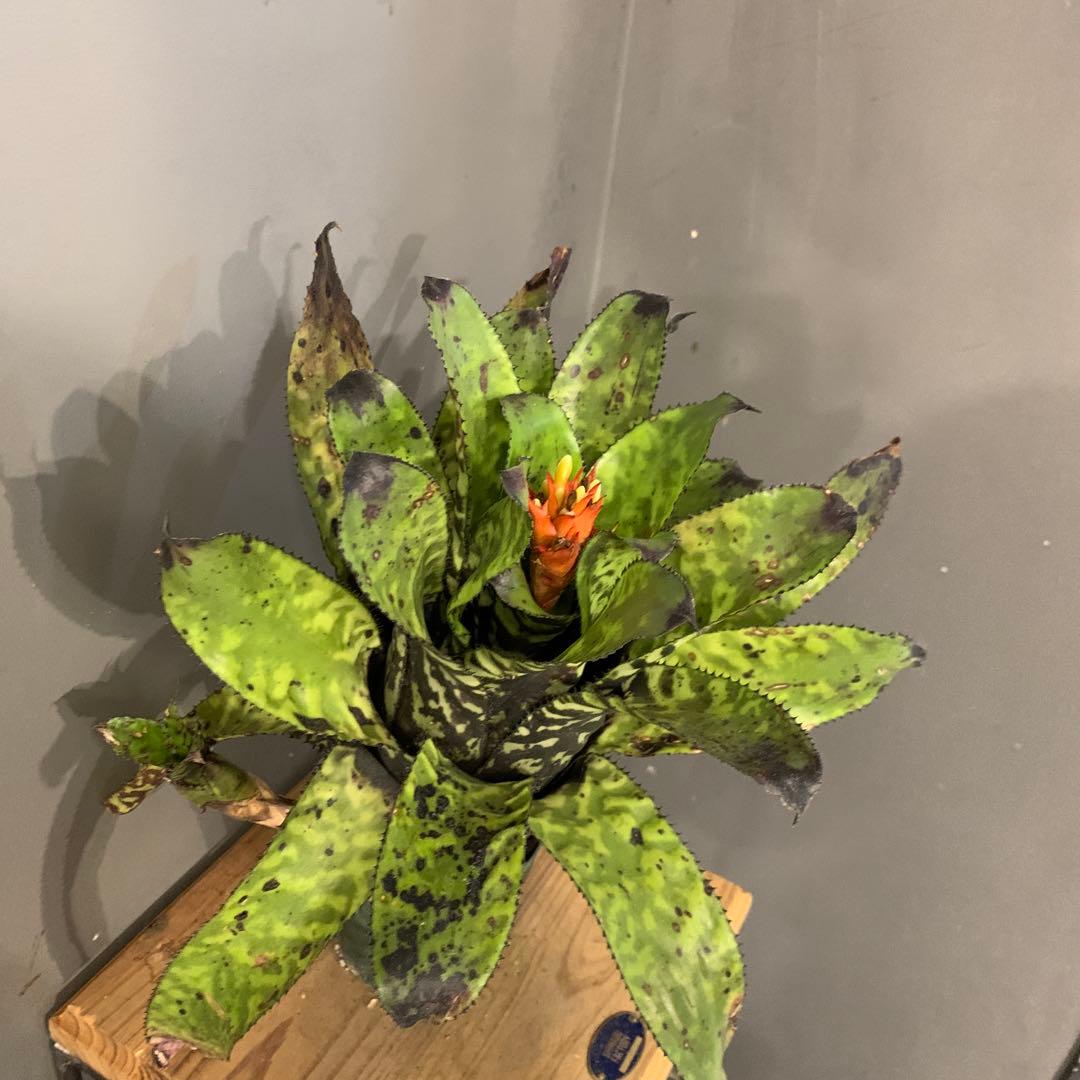 エクメア ブラックビューティー