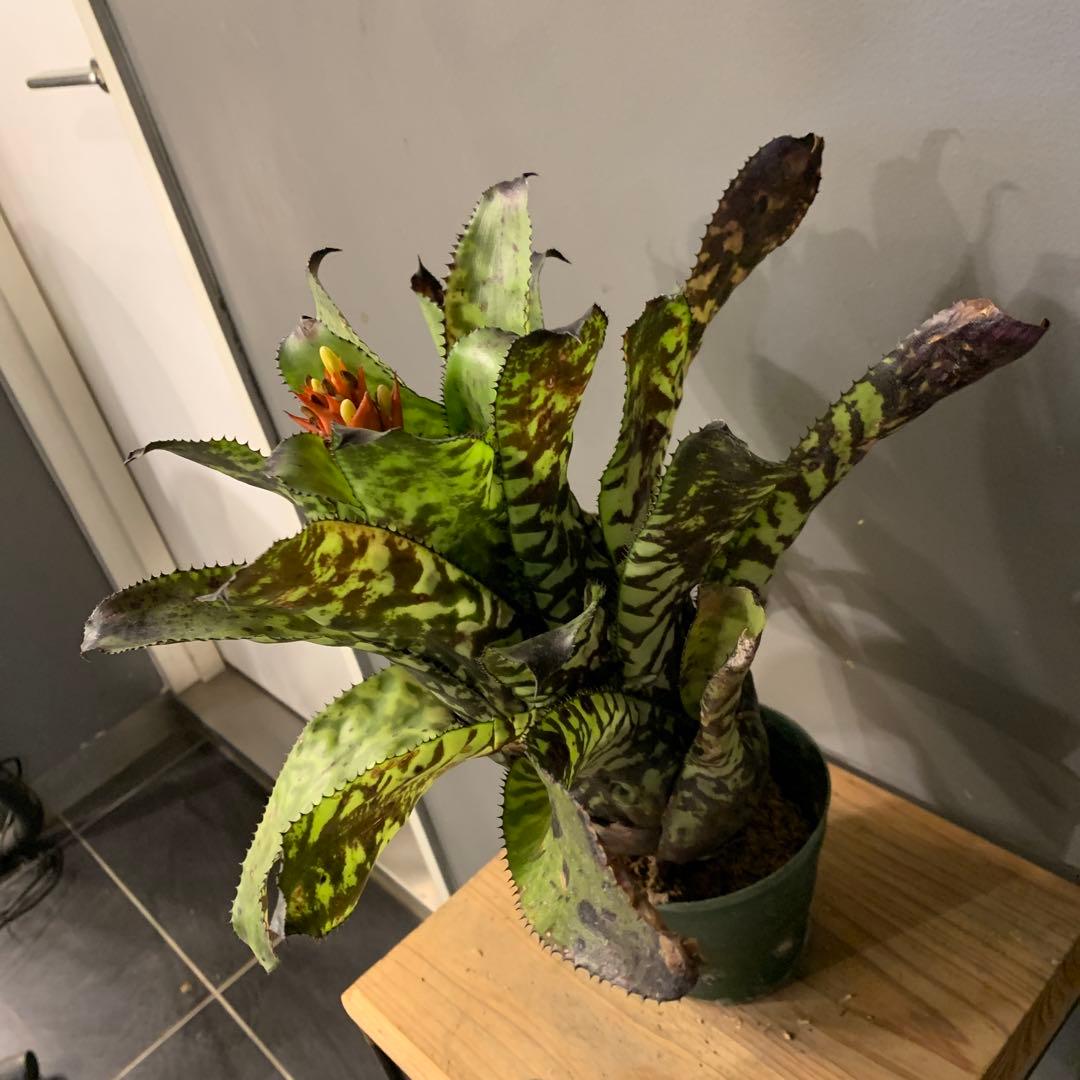 エクメア ブラックビューティー