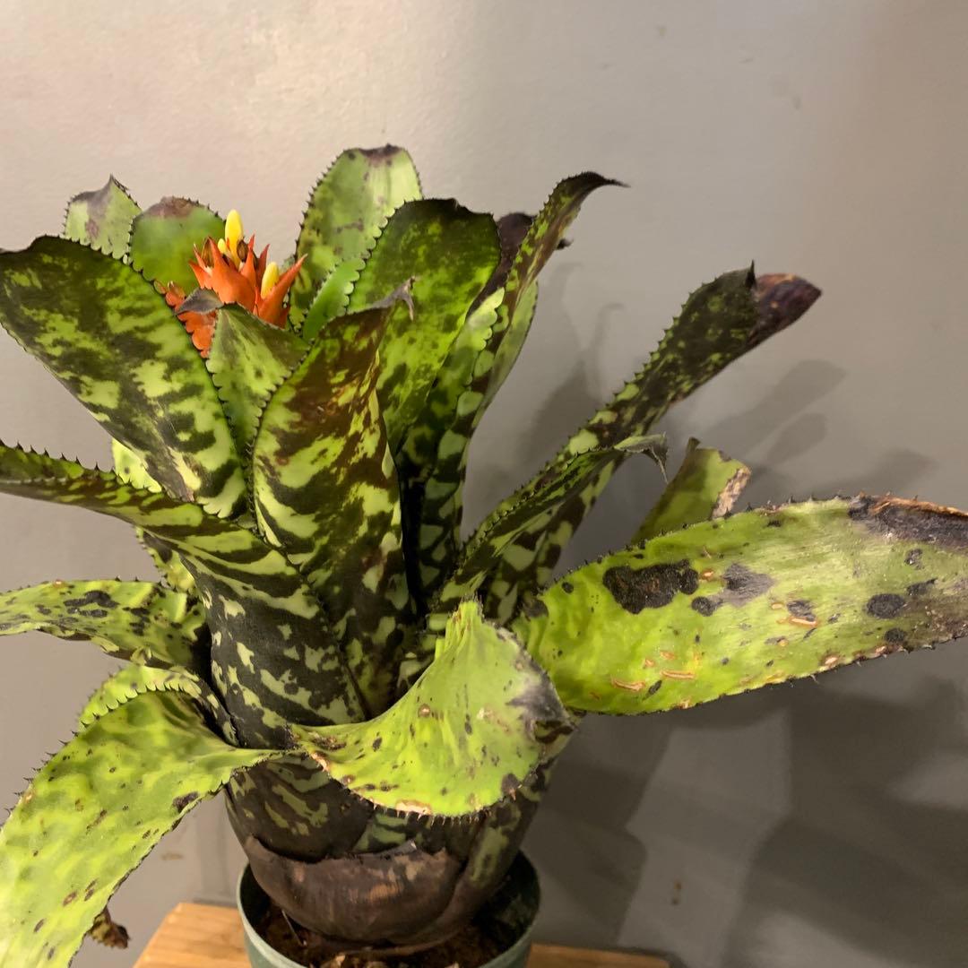 エクメア ブラックビューティー