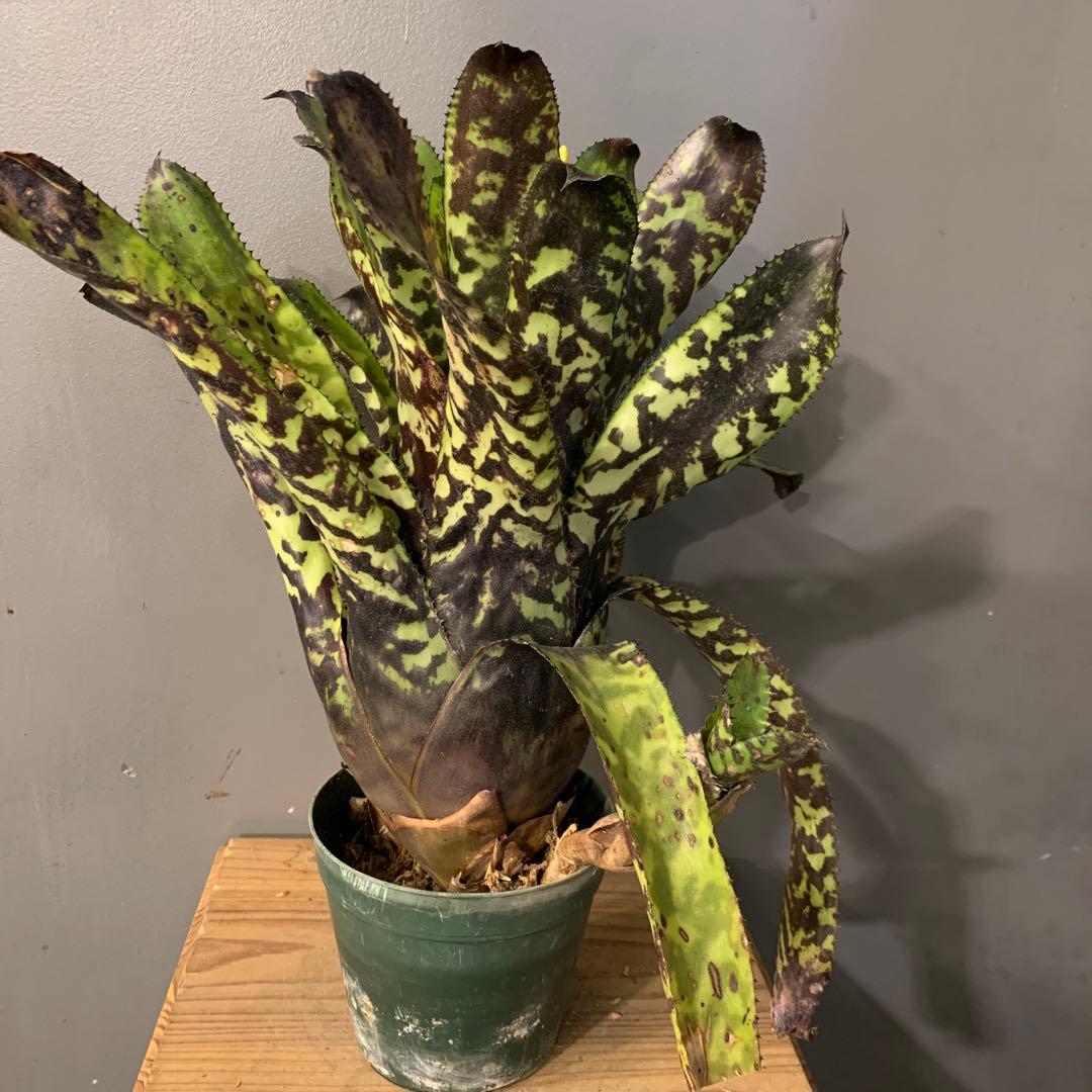 エクメア ブラックビューティー