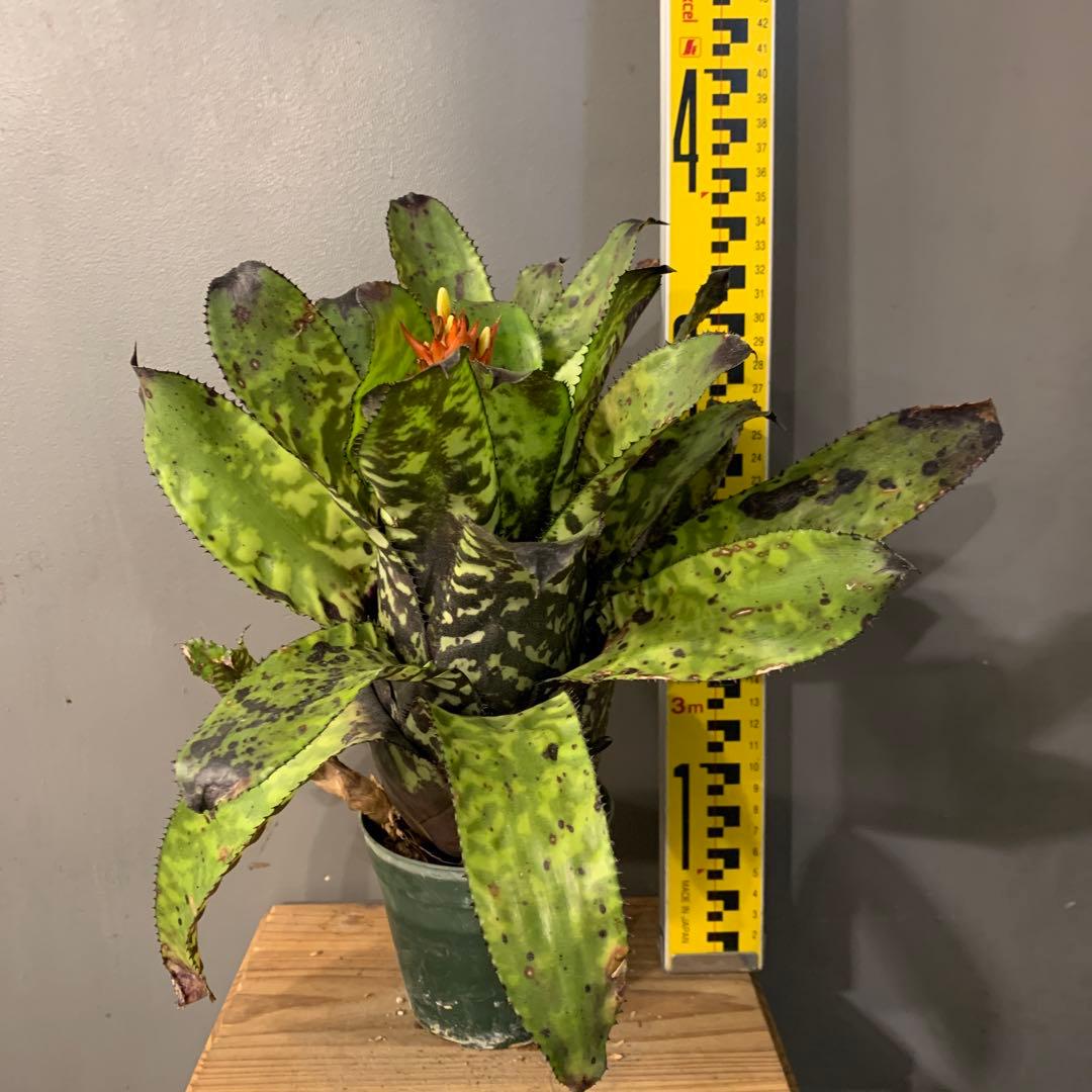 エクメア ブラックビューティー