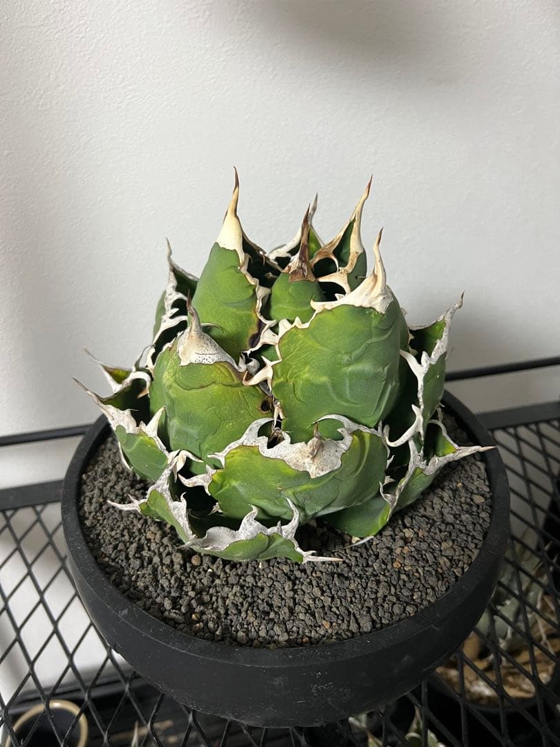 大幅値下げ！アガベ　白鯨　大株　コレクション株　鉢プレゼント