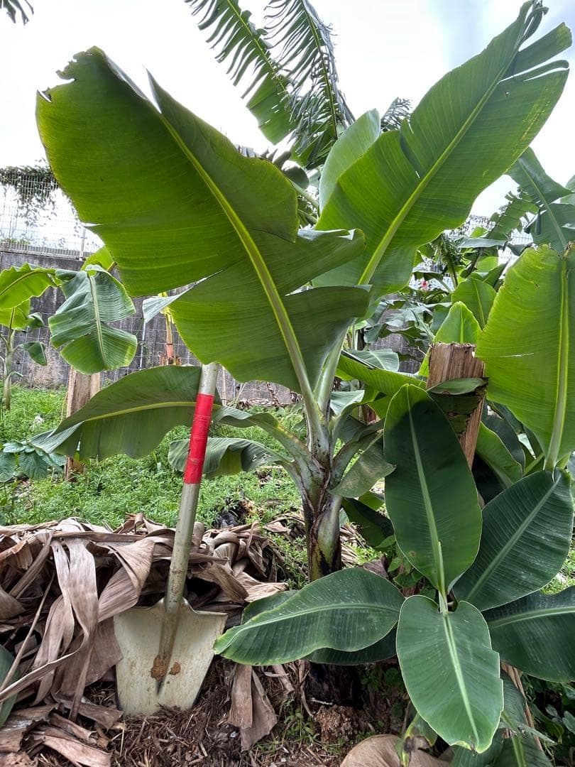 ひたすら甘い、100㎝大苗、100本鈴なり大収穫◆超ドワーフ台湾.バナナ苗＝鉢可