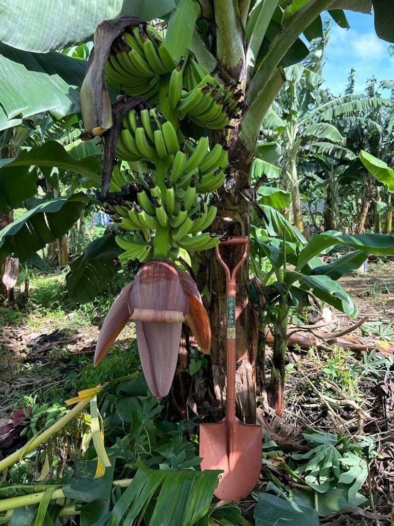 ひたすら甘い、100㎝大苗、100本鈴なり大収穫◆超ドワーフ台湾.バナナ苗＝鉢可