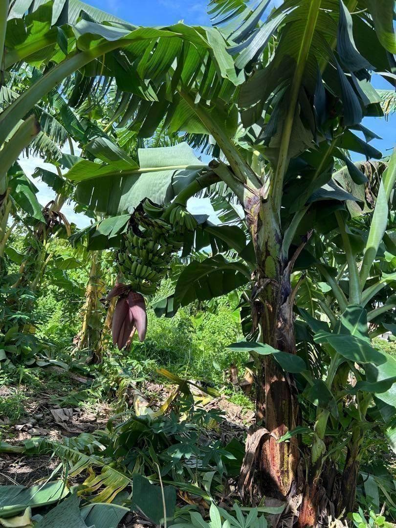 ひたすら甘い、100㎝大苗、100本鈴なり大収穫◆超ドワーフ台湾.バナナ苗＝鉢可