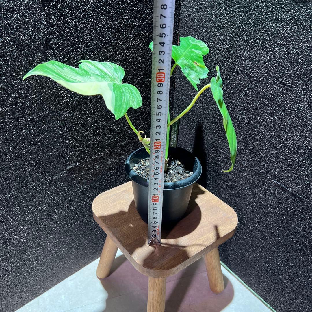 フィロデンドロン　フロリダビューティー✖️マヨイ　ハイブリッド