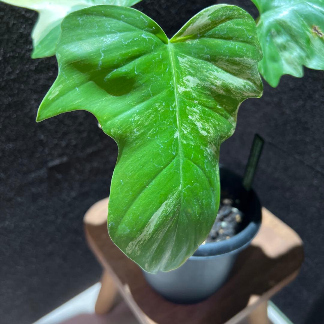 フィロデンドロン　フロリダビューティー✖️マヨイ　ハイブリッド