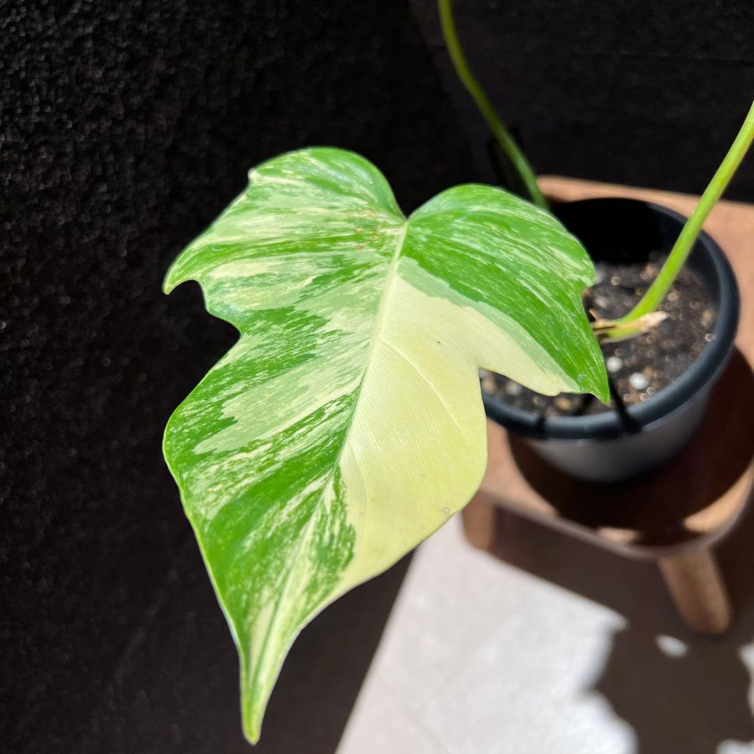 フィロデンドロン　フロリダビューティー✖️マヨイ　ハイブリッド