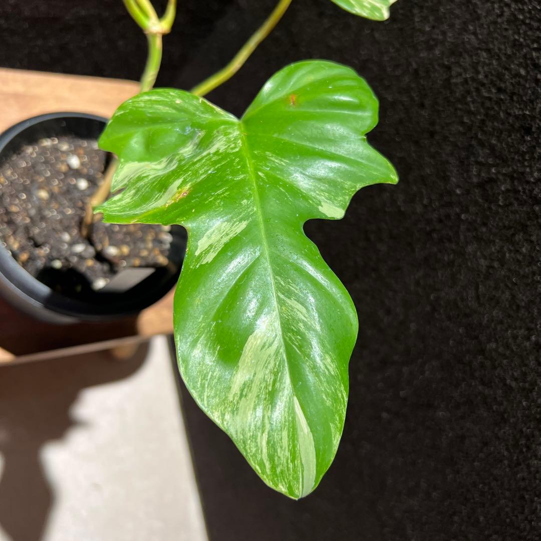 フィロデンドロン　フロリダビューティー✖️マヨイ　ハイブリッド