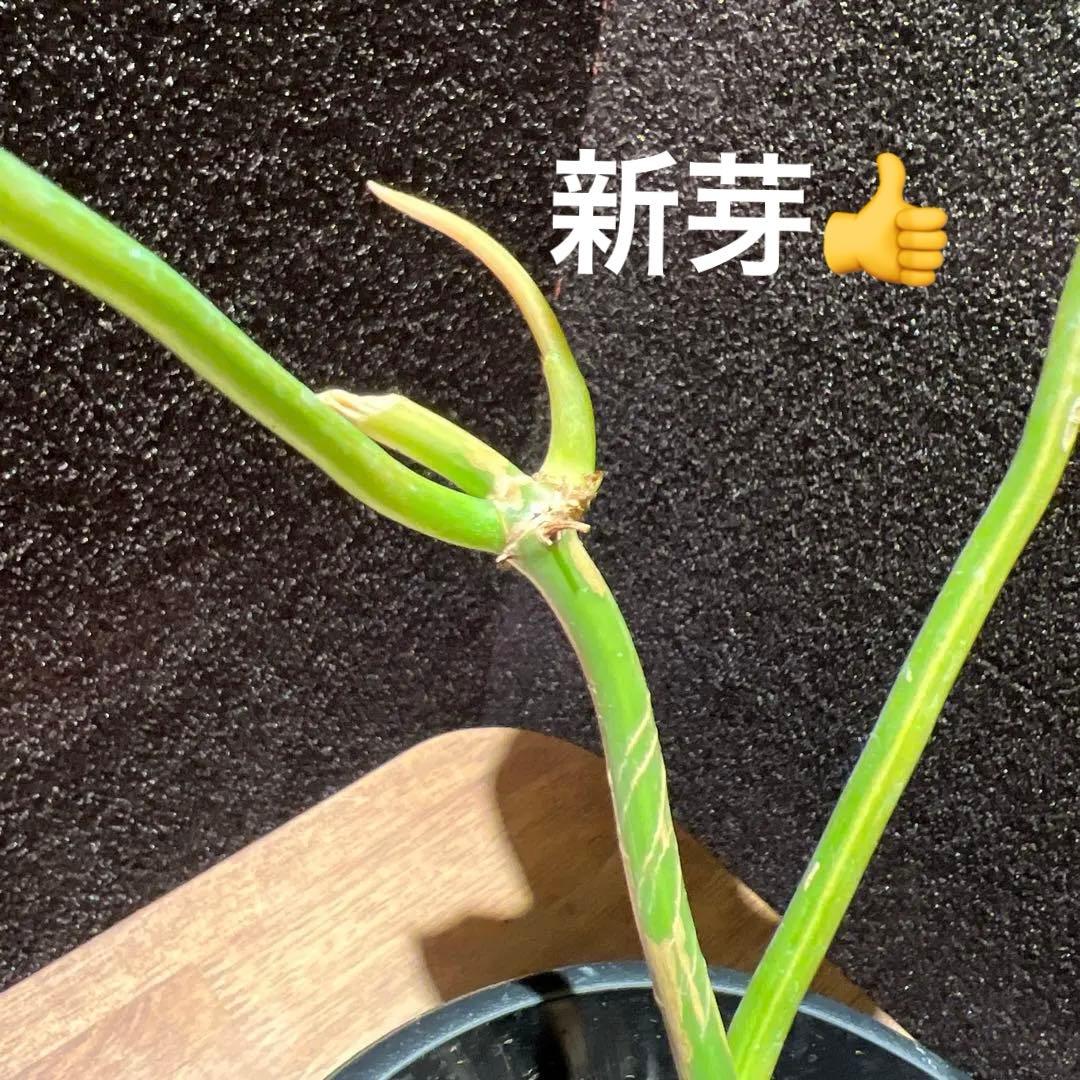 フィロデンドロン　フロリダビューティー✖️マヨイ　ハイブリッド