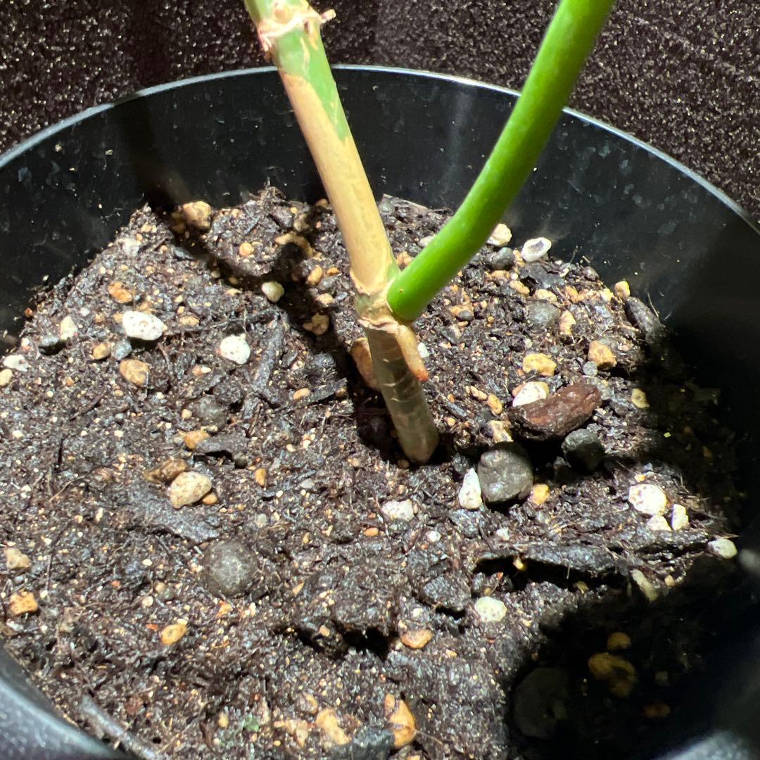 フィロデンドロン　フロリダビューティー✖️マヨイ　ハイブリッド