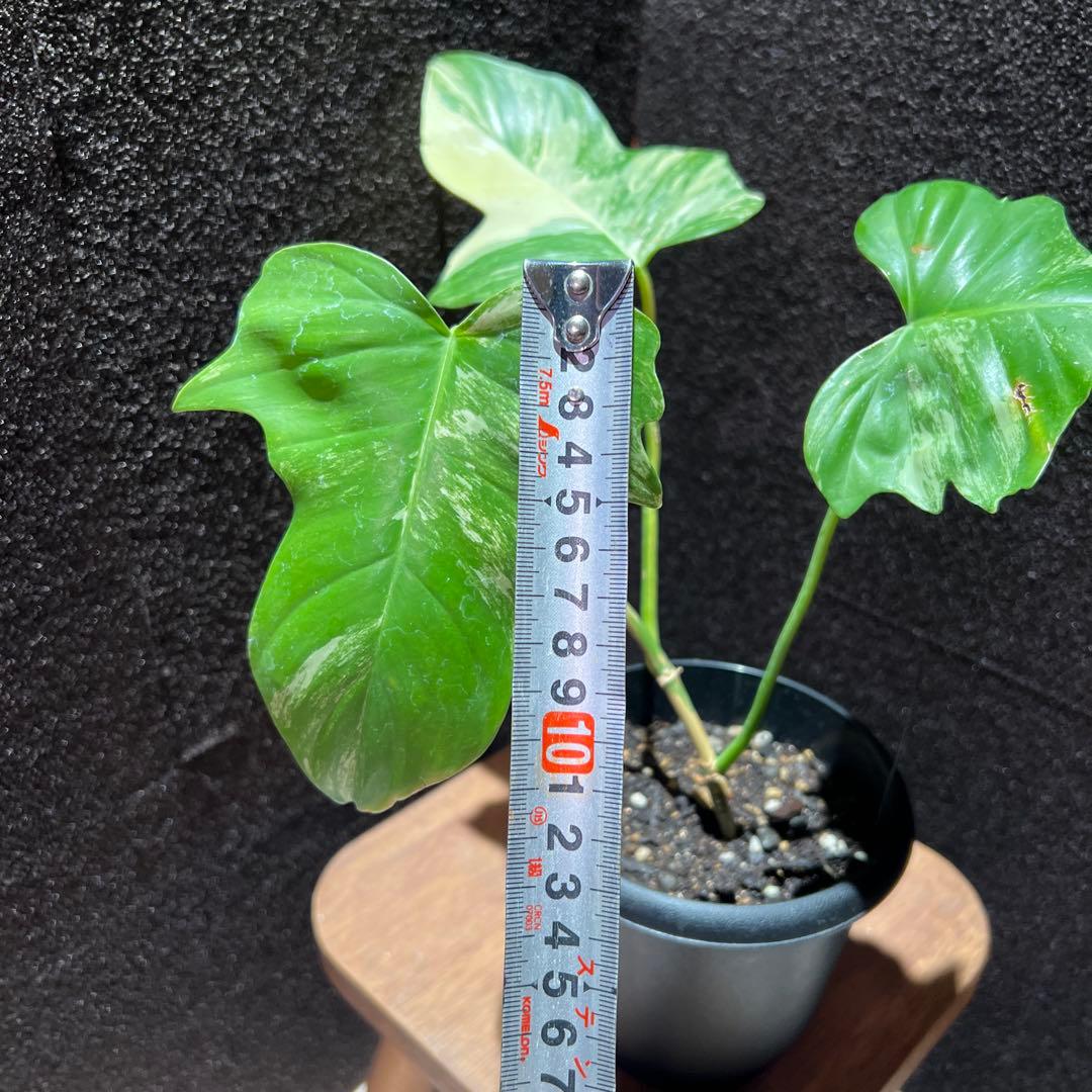 フィロデンドロン　フロリダビューティー✖️マヨイ　ハイブリッド