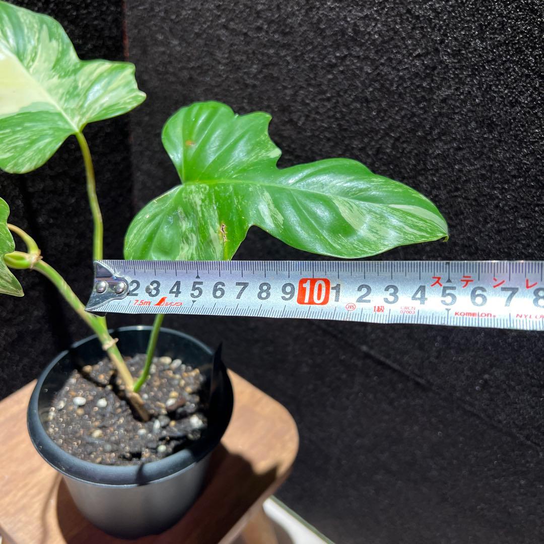 フィロデンドロン　フロリダビューティー✖️マヨイ　ハイブリッド