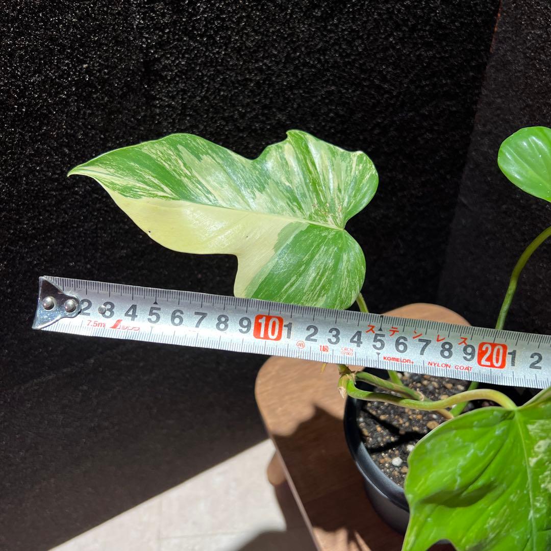 フィロデンドロン　フロリダビューティー✖️マヨイ　ハイブリッド