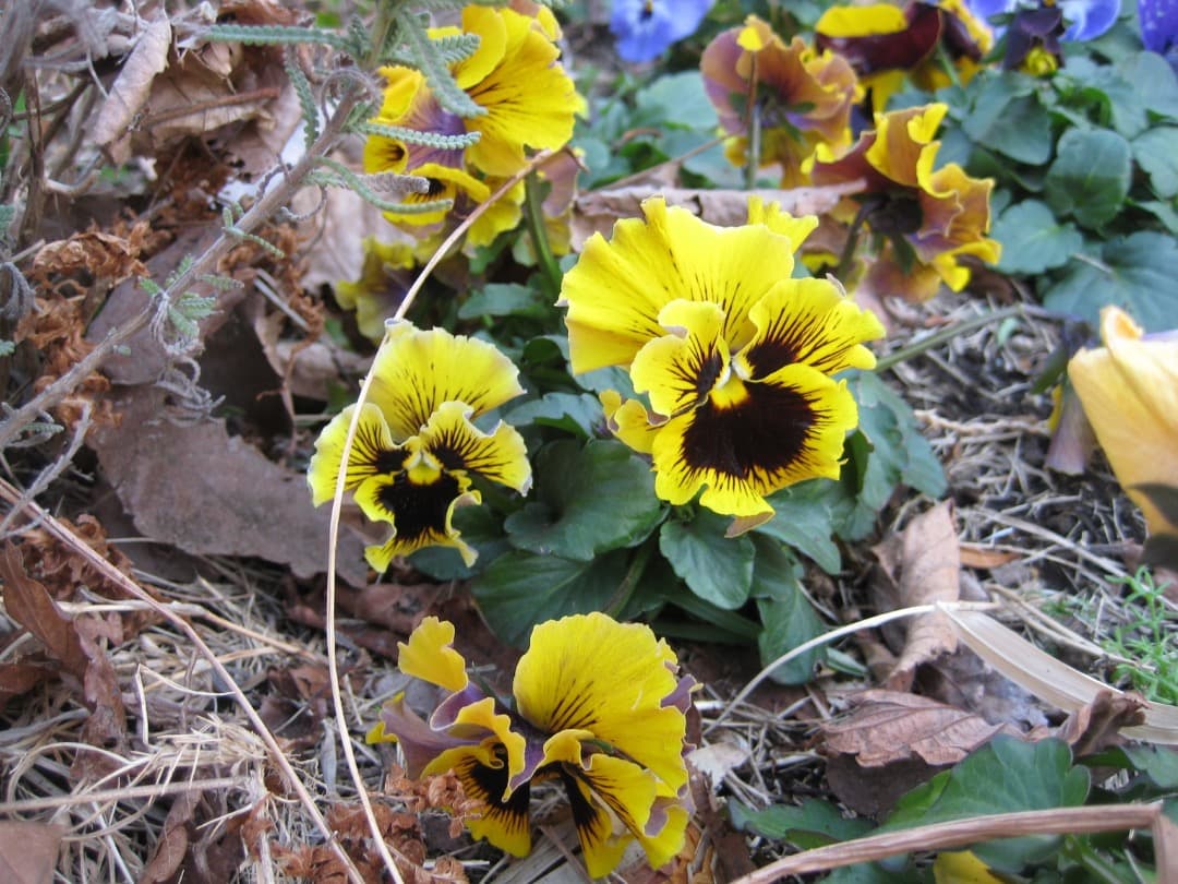 追加有⭕️【動作確認済】Canon IXY DIGITAL 10 デジカメ