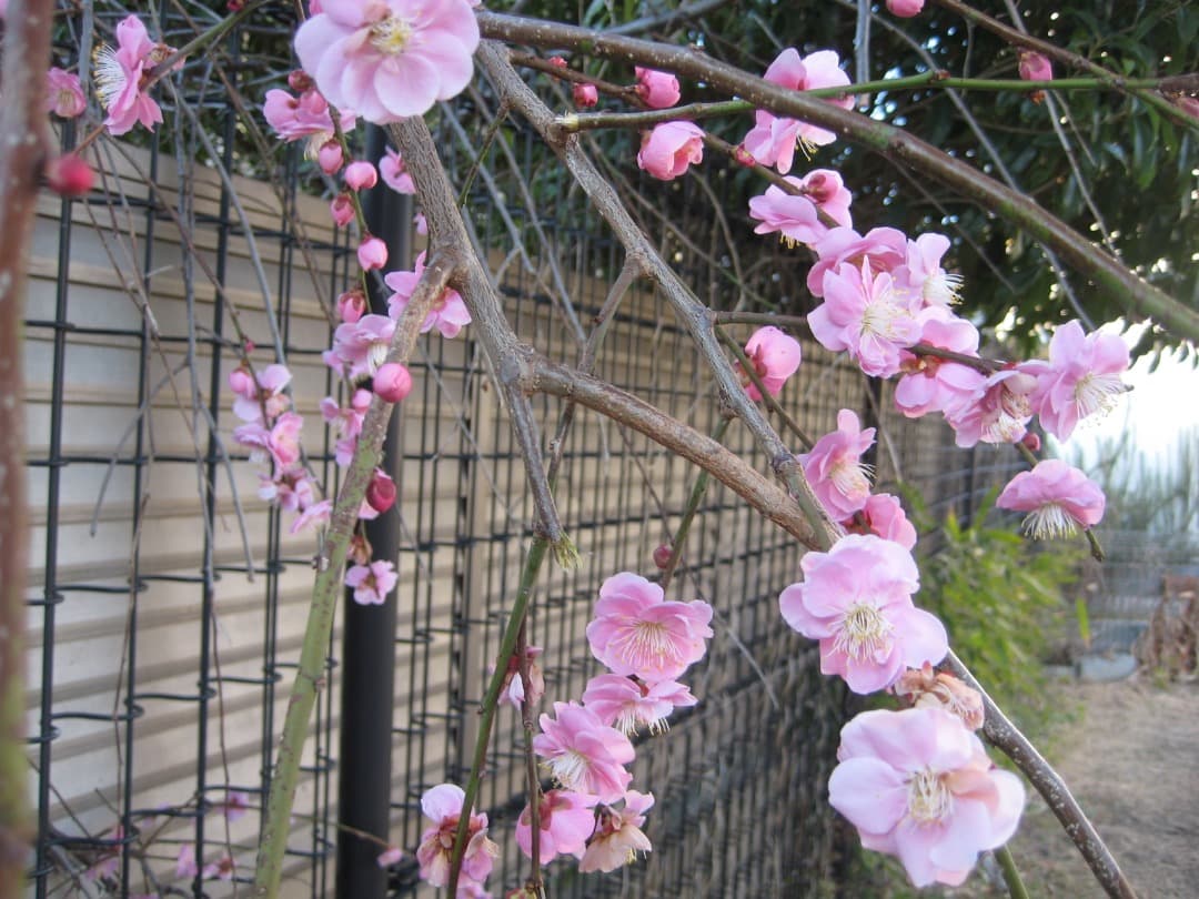 追加有⭕️【動作確認済】Canon IXY DIGITAL 10 デジカメ