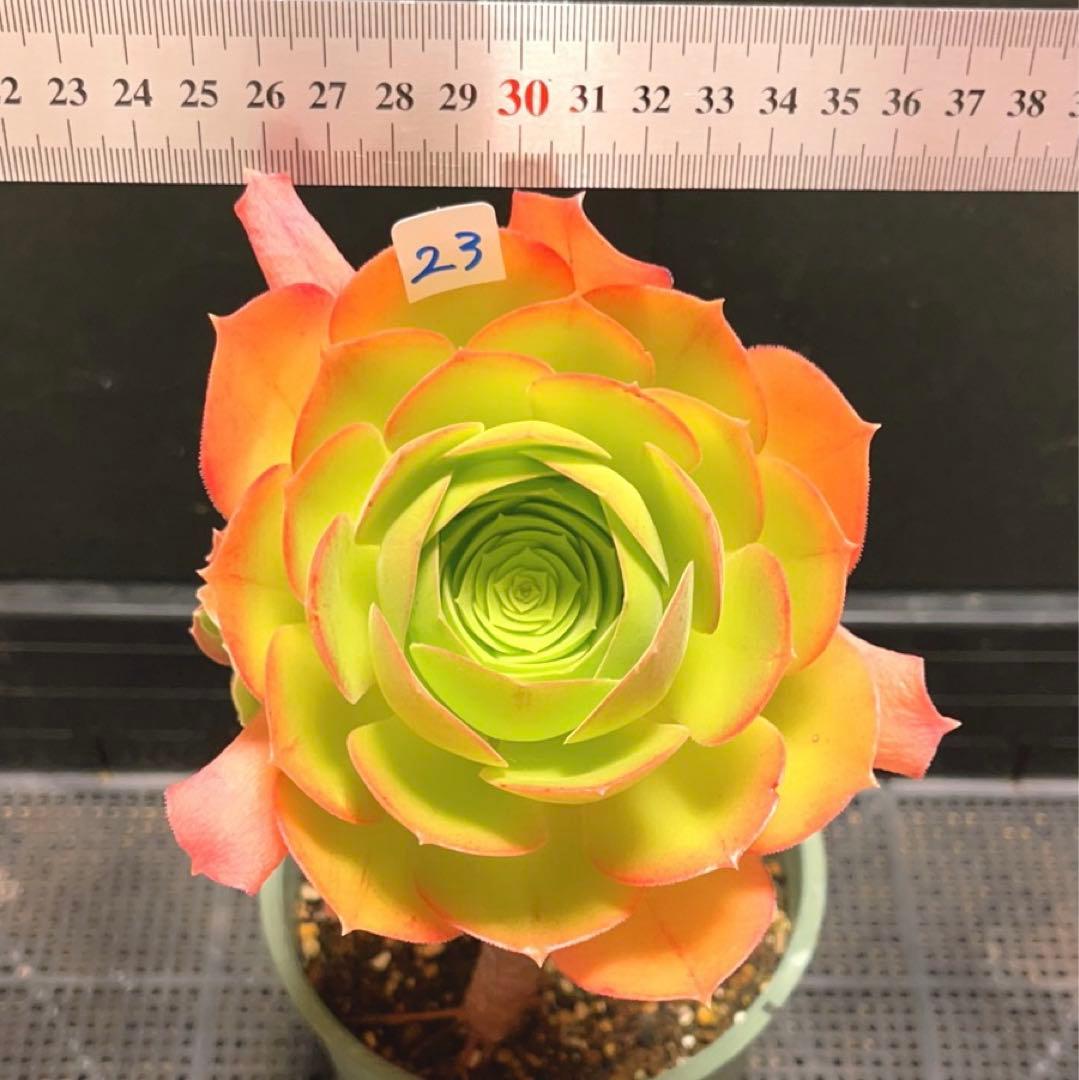 23#多肉植物アエオニウム❤️ サラダボール❤️1大頭4小頭12cm拔き苗