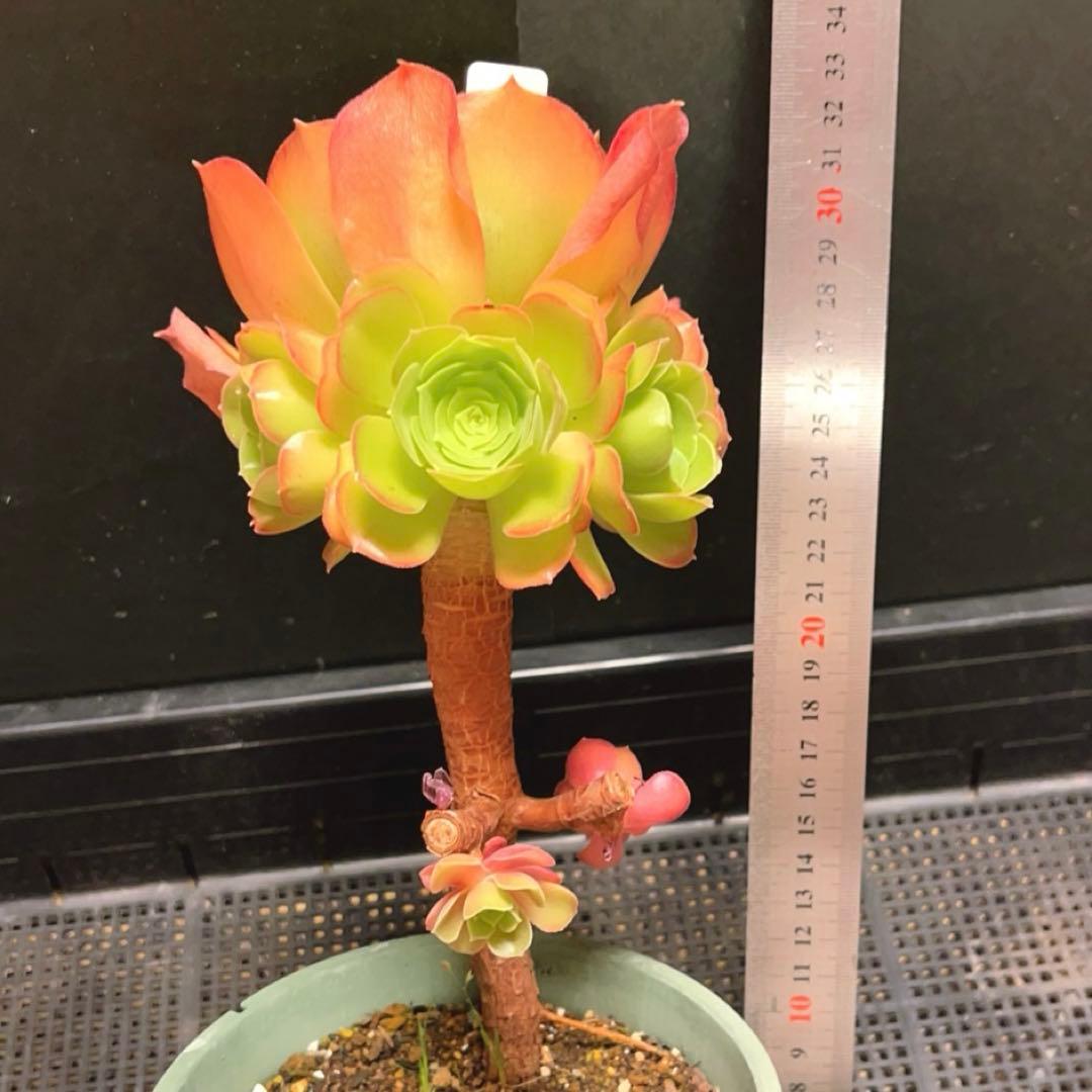 23#多肉植物アエオニウム❤️ サラダボール❤️1大頭4小頭12cm拔き苗
