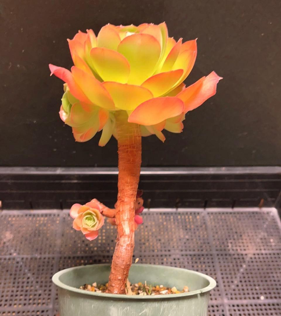 23#多肉植物アエオニウム❤️ サラダボール❤️1大頭4小頭12cm拔き苗