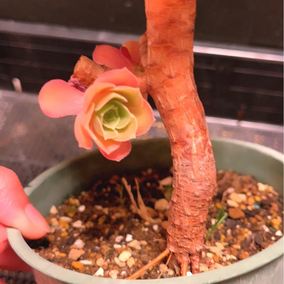 23#多肉植物アエオニウム❤️ サラダボール❤️1大頭4小頭12cm拔き苗