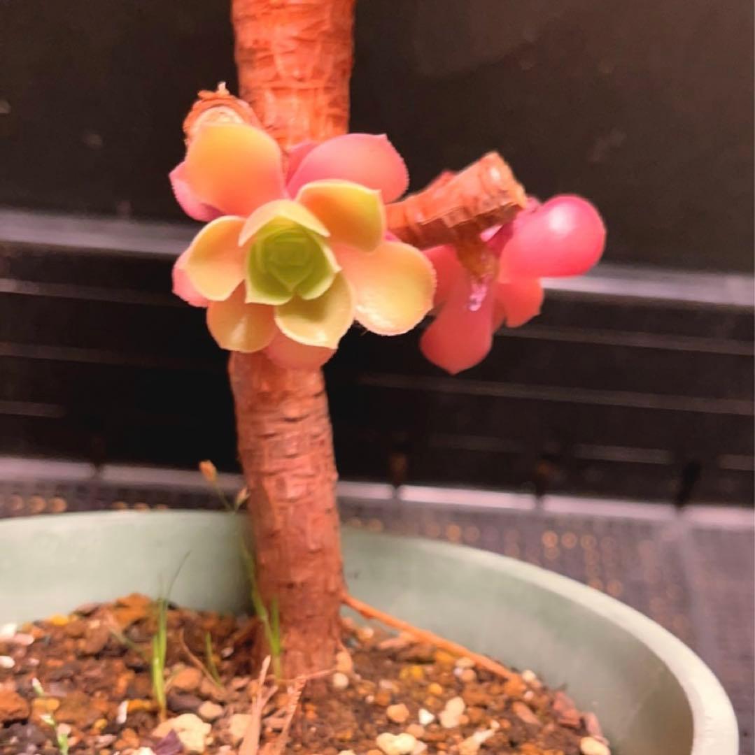 23#多肉植物アエオニウム❤️ サラダボール❤️1大頭4小頭12cm拔き苗