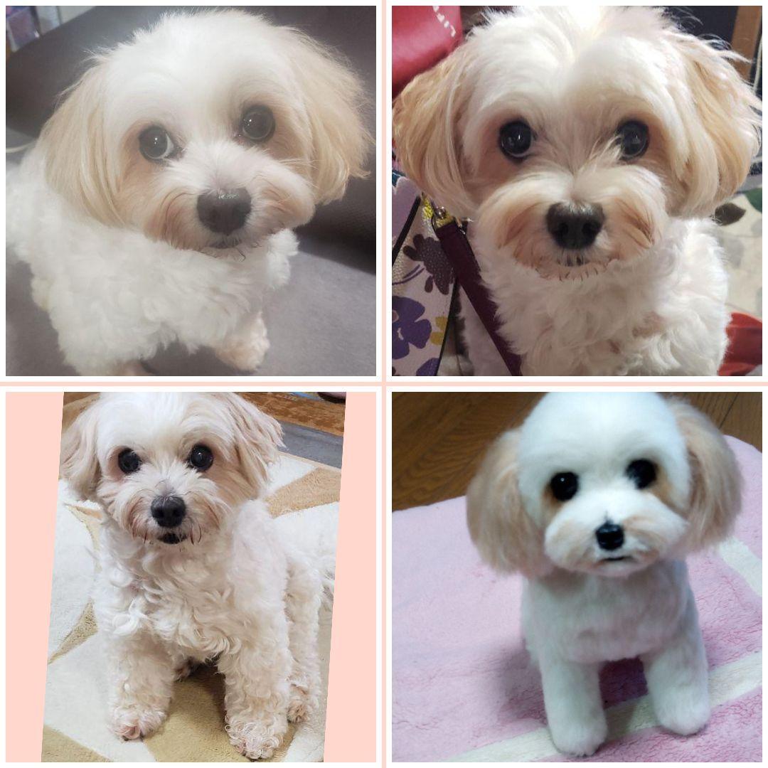 愛犬さんの羊毛フェルトオーダー専門・オーダー受付・わんちゃん