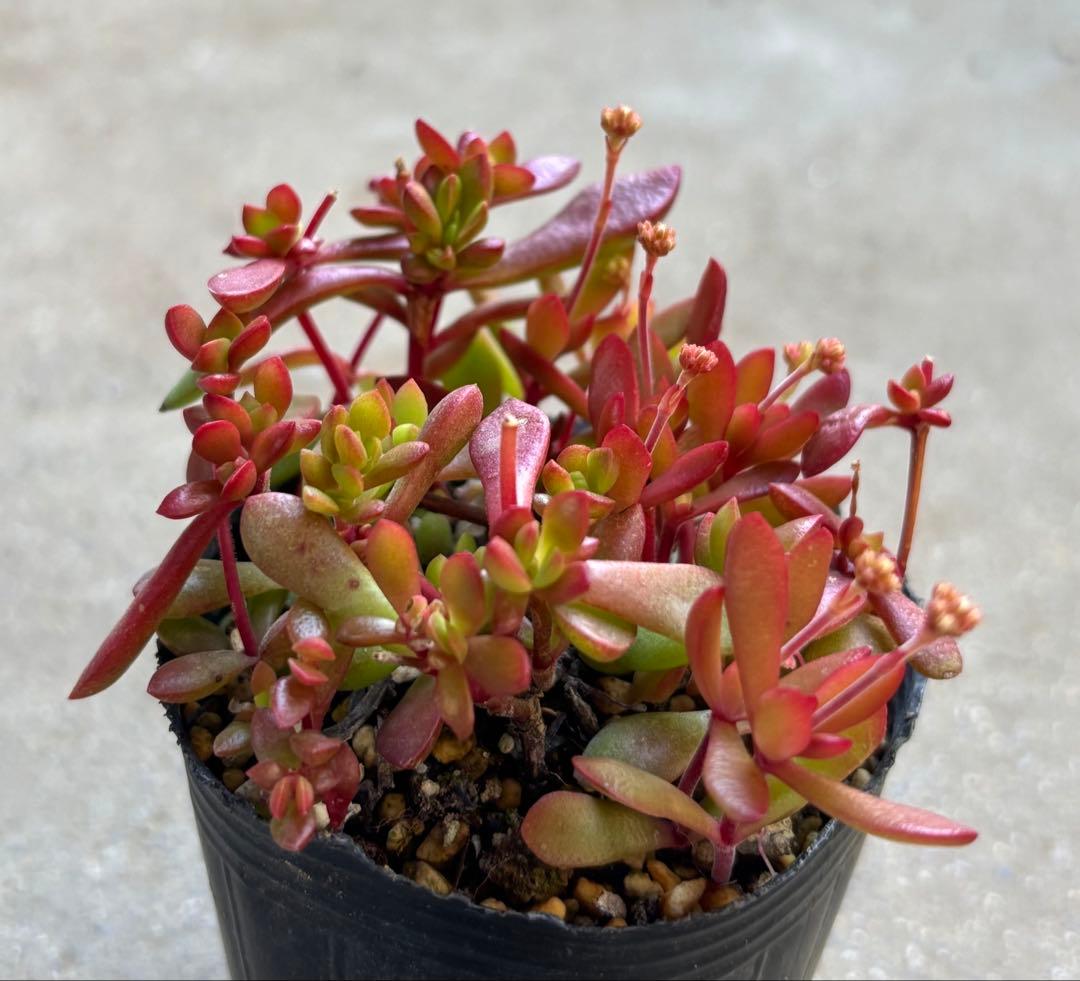 多肉植物　クラッスラ　紅稚児〈A〉　＊同梱割引あり