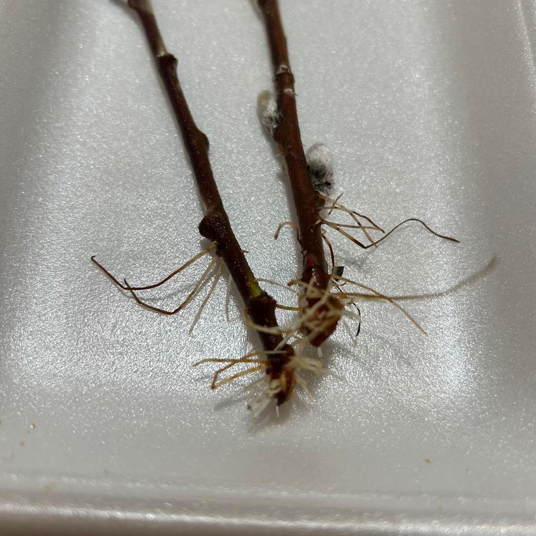 ピンクネコヤナギ 発芽苗 →１本➕予備1本合計2本のお届け もふもふで可愛い猫柳