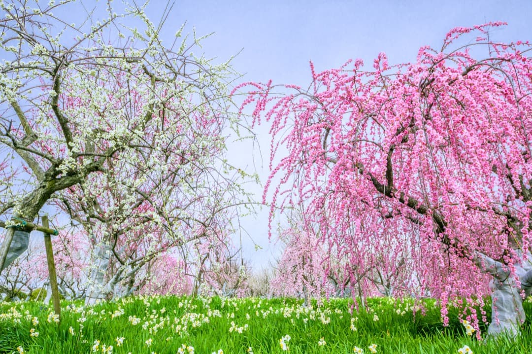 【セット】PENTAX K-3II SIGMA 17-70 F2.8-4