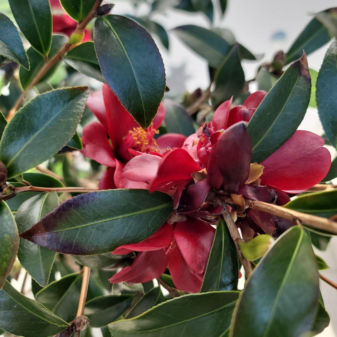 発送しません。開花苗！黒椿　ナイトライダーの大苗一つ。