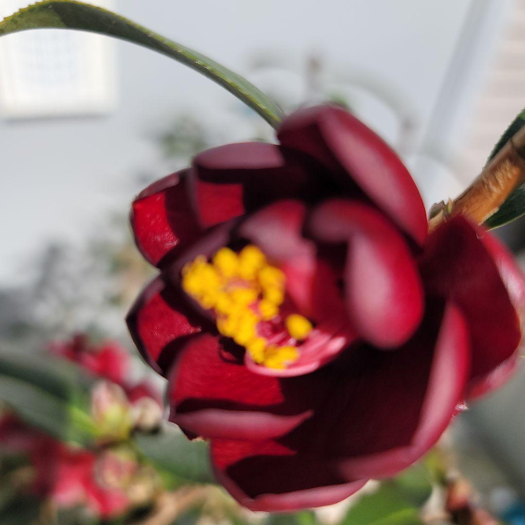 発送しません。開花苗！黒椿　ナイトライダーの大苗一つ。