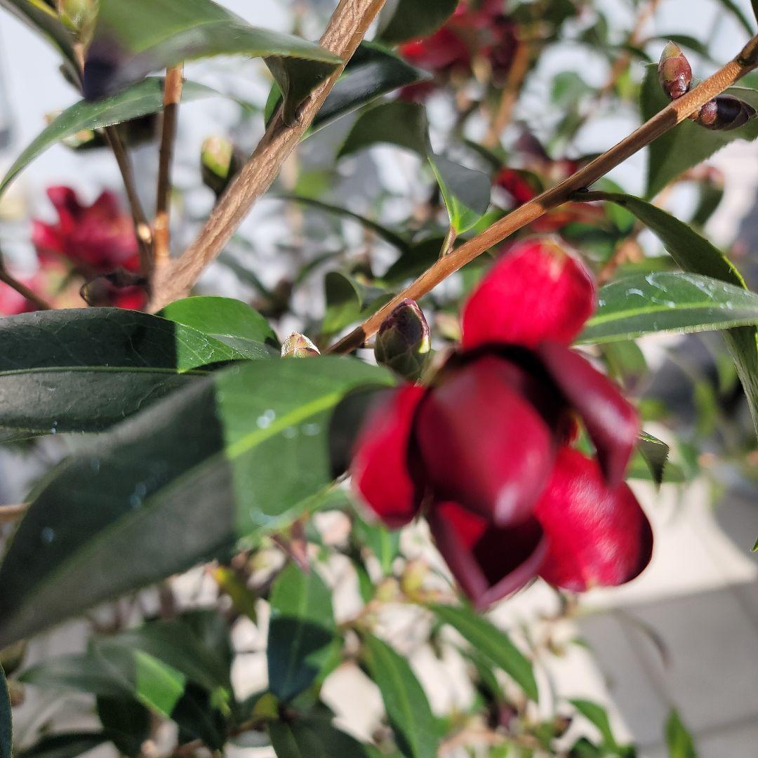 発送しません。開花苗！黒椿　ナイトライダーの大苗一つ。