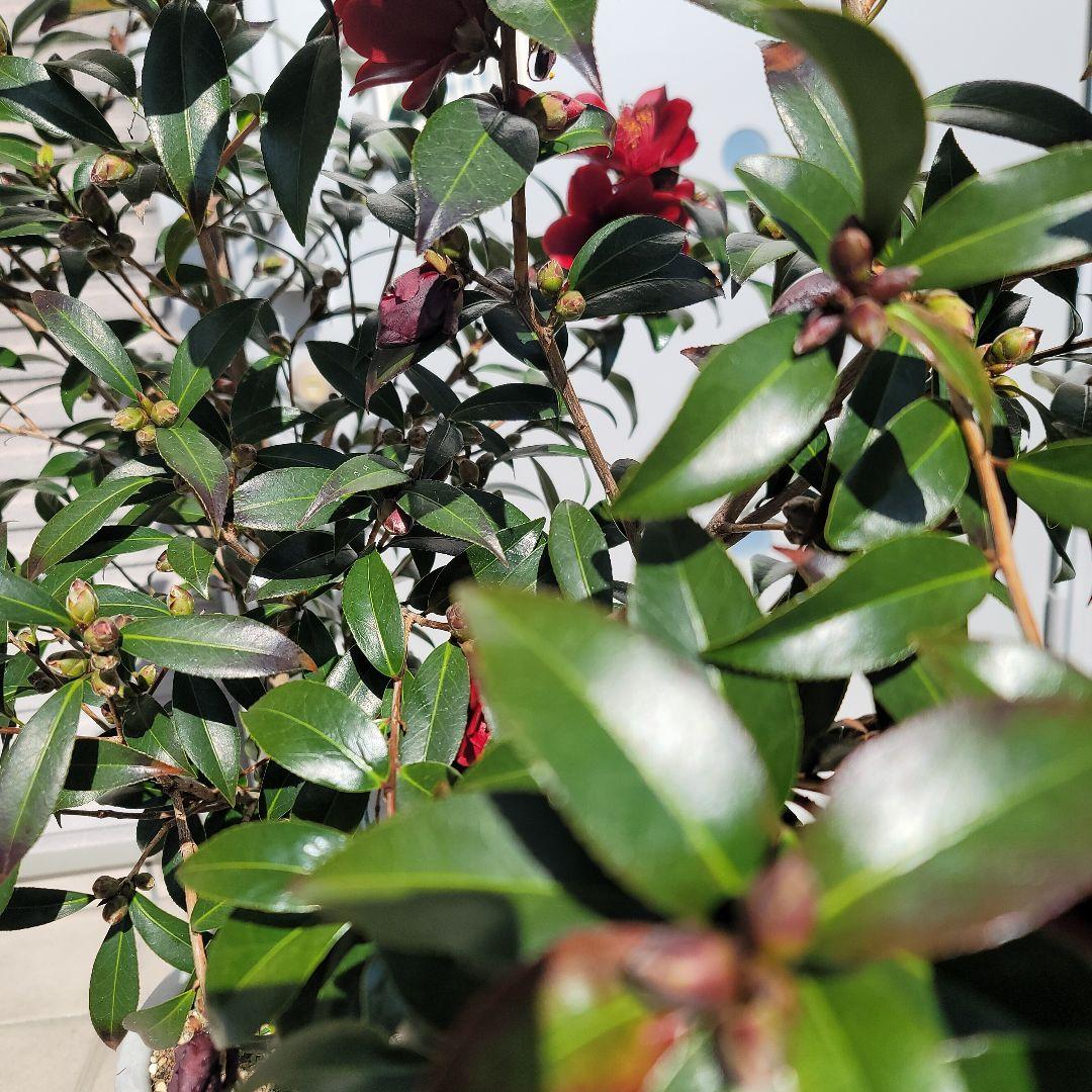 発送しません。開花苗！黒椿　ナイトライダーの大苗一つ。