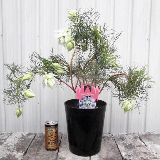 ジ*ミ様 現物「ジョーイセルリア・ブラッシングブライト」６号　Serruria