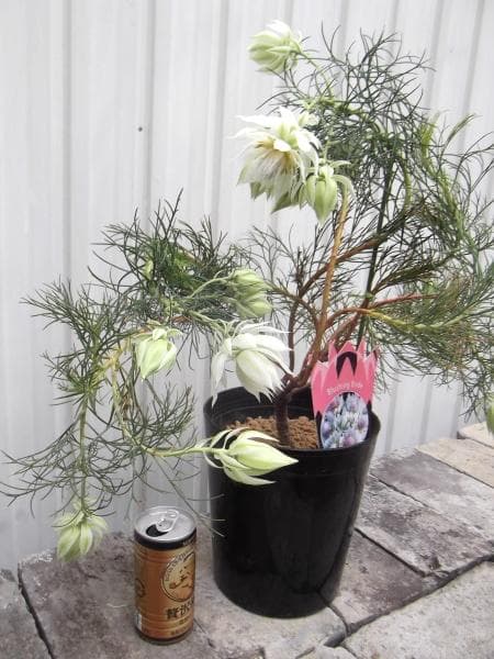 ジ*ミ様 現物「ジョーイセルリア・ブラッシングブライト」６号　Serruria