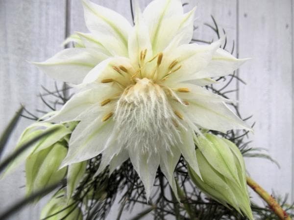 ジ*ミ様 現物「ジョーイセルリア・ブラッシングブライト」６号　Serruria