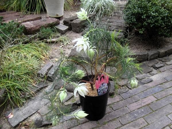 ジ*ミ様 現物「ジョーイセルリア・ブラッシングブライト」６号　Serruria