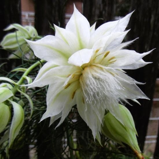 ジ*ミ様 現物「ジョーイセルリア・ブラッシングブライト」６号　Serruria