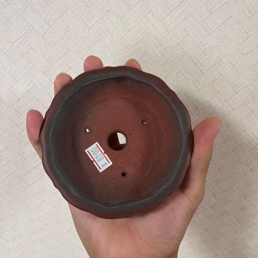 美芸　盆栽鉢　常滑焼