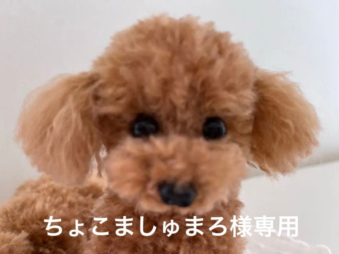 【ちょこましゅまろ様】 トイプードル編みぐるみ（植毛）　犬 【お座りポーズ】