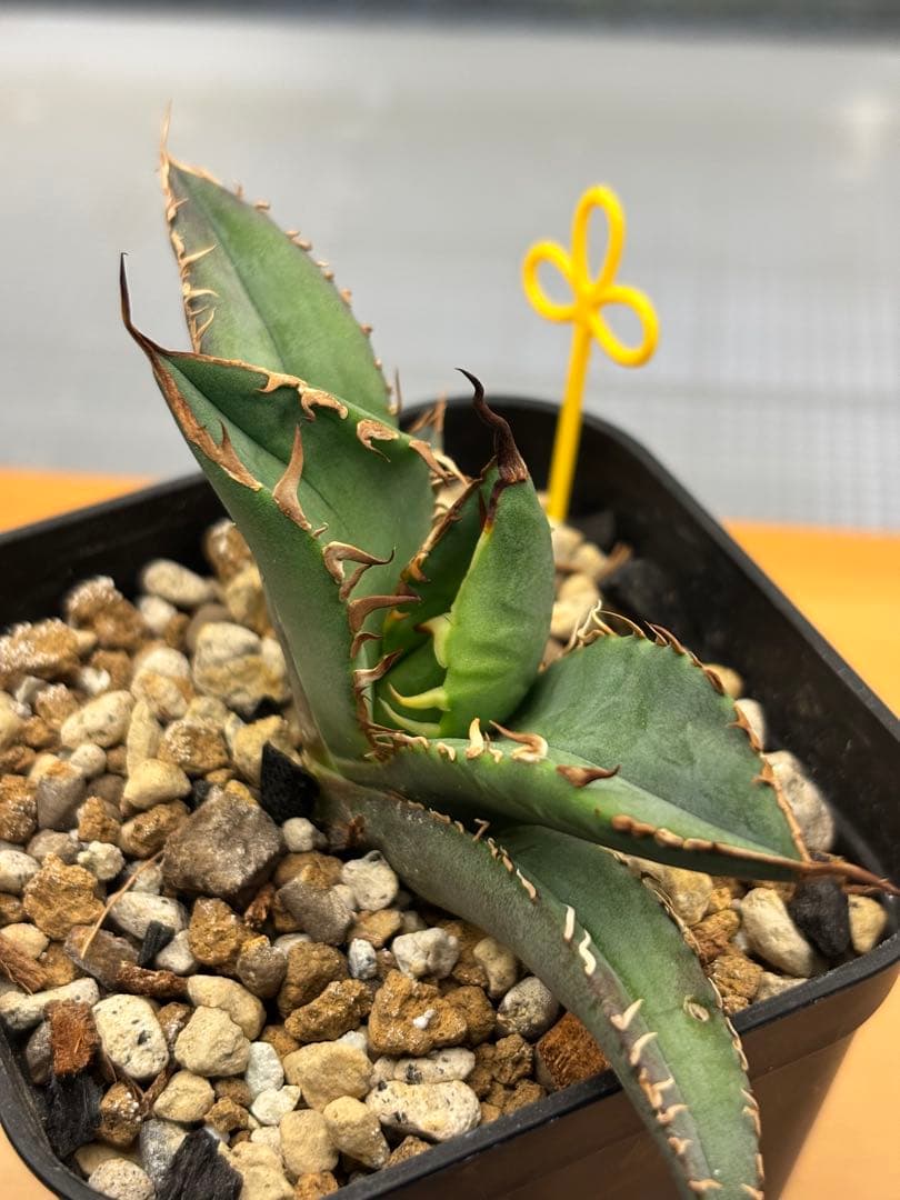 アガベ　チタノタ　5種セット　まとめ売り②