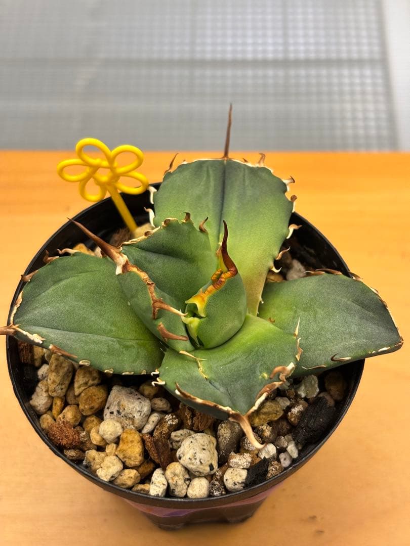 アガベ　チタノタ　5種セット　まとめ売り②