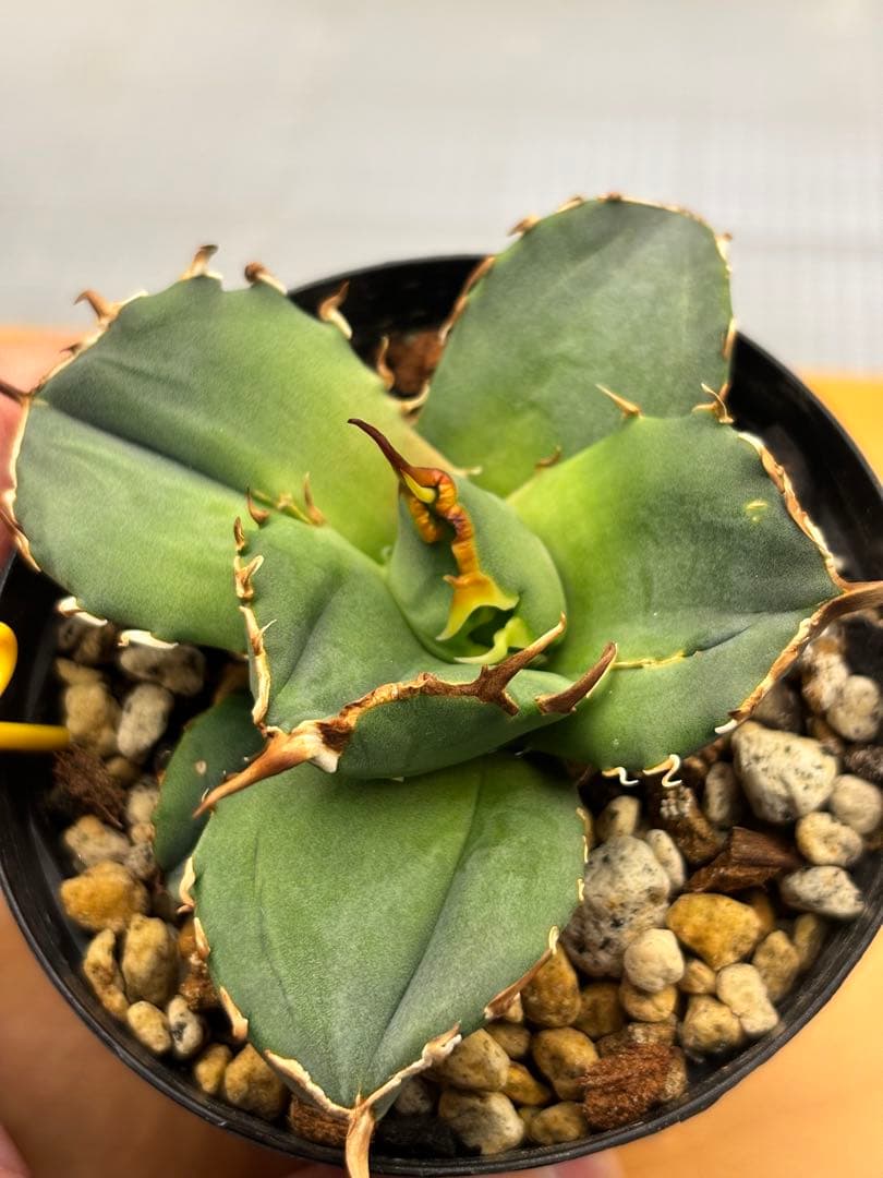 アガベ　チタノタ　5種セット　まとめ売り②